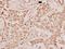 RAN, Member RAS Oncogene Family antibody, A00204, Boster Biological Technology, Immunohistochemistry frozen image 