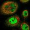 Nudix Hydrolase 22 antibody, HPA039334, Atlas Antibodies, Immunofluorescence image 