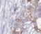 Twinkle protein, mitochondrial antibody, FNab09116, FineTest, Immunohistochemistry paraffin image 