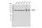 Heat Shock Protein 90 Beta Family Member 1 antibody, 20292T, Cell Signaling Technology, Western Blot image 