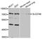 Long-chain fatty acid transport protein 6 antibody, STJ110507, St John