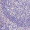 Rh Family C Glycoprotein antibody, PA5-60320, Invitrogen Antibodies, Immunohistochemistry paraffin image 