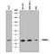 Proteasome Subunit Alpha 2 antibody, MAB7639, R&D Systems, Western Blot image 