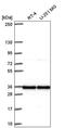 ATPase H+ Transporting V1 Subunit C1 antibody, PA5-66075, Invitrogen Antibodies, Western Blot image 