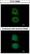 Tropomodulin-2 antibody, GTX119685, GeneTex, Immunocytochemistry image 