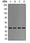 Adenosylhomocysteinase antibody, LS-C482414, Lifespan Biosciences, Western Blot image 