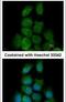 Mitogen-activated protein kinase 15 antibody, PA5-28587, Invitrogen Antibodies, Immunofluorescence image 