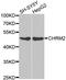 Cholinergic Receptor Muscarinic 2 antibody, A1567, ABclonal Technology, Western Blot image 