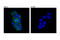 CF Transmembrane Conductance Regulator antibody, 78335S, Cell Signaling Technology, Immunocytochemistry image 