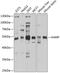 Angio-associated migratory cell protein antibody, 19-018, ProSci, Western Blot image 