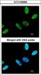Chromosome 9 Open Reading Frame 78 antibody, LS-C185849, Lifespan Biosciences, Immunocytochemistry image 