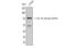 X-Ray Repair Cross Complementing 6 antibody, STJ90147, St John