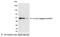 c-Myc antibody, A190-105P, Bethyl Labs, Western Blot image 