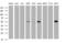 TAP Binding Protein Like antibody, MA5-26154, Invitrogen Antibodies, Western Blot image 