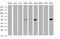 TAP Binding Protein Like antibody, MA5-26154, Invitrogen Antibodies, Western Blot image 