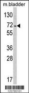 Protein Tyrosine Phosphatase Non-Receptor Type 11 antibody, MBS9205595, MyBioSource, Western Blot image 