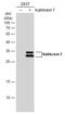 Kallikrein Related Peptidase 7 antibody, GTX103548, GeneTex, Western Blot image 