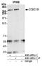 Zinc Finger C3H1-Type Containing antibody, A301-457A, Bethyl Labs, Immunoprecipitation image 