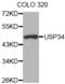 Ubiquitin Specific Peptidase 34 antibody, abx002639, Abbexa, Western Blot image 