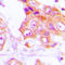 GIT ArfGAP 1 antibody, LS-C353406, Lifespan Biosciences, Immunohistochemistry frozen image 