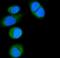 CD14 antibody, A00137-2, Boster Biological Technology, Immunofluorescence image 