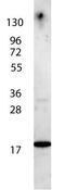 Interleukin 7 antibody, GTX48673, GeneTex, Western Blot image 