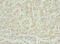 Inhibin Subunit Beta B antibody, CSB-PA13929A0Rb, Cusabio, Immunohistochemistry frozen image 