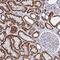 Glutamate Dehydrogenase 2 antibody, HPA044839, Atlas Antibodies, Immunohistochemistry frozen image 