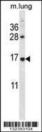 Ribosomal Protein L27 antibody, 56-865, ProSci, Western Blot image 