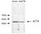 Beta-Actin antibody, 20536-1-AP, Proteintech Group, Western Blot image 