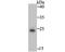 Placental Growth Factor antibody, NBP2-80390, Novus Biologicals, Western Blot image 