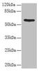 Protein Disulfide Isomerase Family A Member 5 antibody, CSB-PA614533LA01HU, Cusabio, Western Blot image 