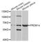 PR domain zinc finger protein 14 antibody, LS-C335685, Lifespan Biosciences, Western Blot image 