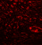 Secreted Phosphoprotein 1 antibody, 7443, ProSci Inc, Immunofluorescence image 