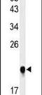 IMP U3 Small Nucleolar Ribonucleoprotein 3 antibody, PA5-26897, Invitrogen Antibodies, Western Blot image 