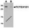 Tctex1 Domain Containing 1 antibody, 6951, ProSci, Western Blot image 