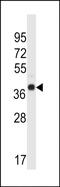 WD Repeat Domain 89 antibody, PA5-48574, Invitrogen Antibodies, Western Blot image 