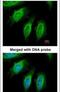 SH3 Domain Containing GRB2 Like 1, Endophilin A2 antibody, PA5-22292, Invitrogen Antibodies, Immunofluorescence image 