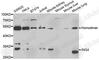 Inhibitor Of Growth Family Member 4 antibody, A5833, ABclonal Technology, Western Blot image 