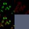 H1 Histone Family Member 0 antibody, AE00146, Aeonian Biotech, Immunocytochemistry image 