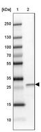 MIS18 Kinetochore Protein A antibody, PA5-53771, Invitrogen Antibodies, Western Blot image 