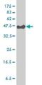 Cytohesin 3 antibody, H00009265-M01, Novus Biologicals, Western Blot image 