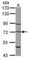 Dystrobrevin beta antibody, PA5-28883, Invitrogen Antibodies, Western Blot image 