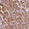 Translocase Of Inner Mitochondrial Membrane 22 antibody, HPA045138, Atlas Antibodies, Immunohistochemistry frozen image 