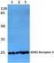 KDEL Endoplasmic Reticulum Protein Retention Receptor 3 antibody, PA5-75398, Invitrogen Antibodies, Western Blot image 