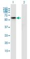 HSPB1 Associated Protein 1 antibody, H00079663-M01, Novus Biologicals, Western Blot image 