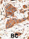 Gap Junction Protein Alpha 3 antibody, abx028497, Abbexa, Immunohistochemistry frozen image 