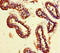 SET And MYND Domain Containing 2 antibody, LS-C679571, Lifespan Biosciences, Immunohistochemistry paraffin image 