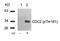 Cyclin Dependent Kinase 1 antibody, 79-166, ProSci, Western Blot image 