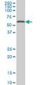 Coenzyme Q8A antibody, H00056997-M03A, Novus Biologicals, Western Blot image 